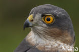 Sperwer (Accipiter nisus)