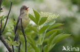 Spotvogel (Hippolais icterina) 