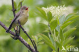 Spotvogel (Hippolais icterina) 