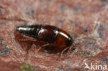 Tachyporus atriceps