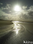 Texel