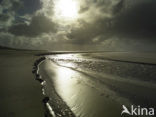 Texel