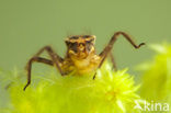 Viervlek (Libellula quadrimaculata)