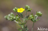 Viltganzerik (Potentilla argentea)