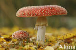 Vliegenzwam (Amanita muscaria)