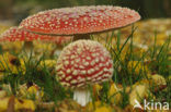 Vliegenzwam (Amanita muscaria)