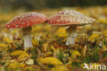 Vliegenzwam (Amanita muscaria)