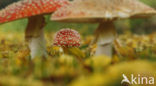 Vliegenzwam (Amanita muscaria)