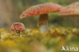 Vliegenzwam (Amanita muscaria)