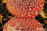 Vliegenzwam (Amanita muscaria)