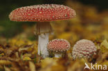 Vliegenzwam (Amanita muscaria)