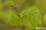 Zachte berk (Betula pubescens)