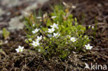 Zinkveldmuur (Minuartia verna)