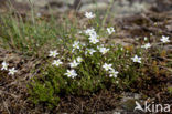 Zinkveldmuur (Minuartia verna)