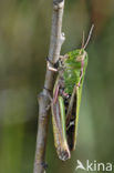 Zoemertje (Stenobothrus lineatus) 