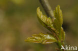 Zomereik (Quercus robur)