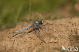 Zuidelijke oeverlibel (Orthetrum brunneum) 