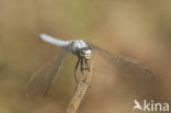 Zuidelijke oeverlibel (Orthetrum brunneum) 