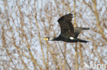 Aalscholver (Phalacrocorax carbo)