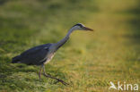 Blauwe Reiger (Ardea cinerea)