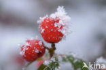 Dwergmispel (Cotoneaster spec.)