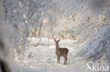 Edelhert (Cervus elaphus)