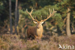 Edelhert (Cervus elaphus)