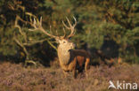 Edelhert (Cervus elaphus)