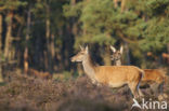 Edelhert (Cervus elaphus)