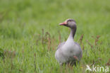 Grauwe Gans (Anser anser)