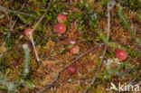 Grote Veenbes (Vaccinium macrocarpon)