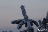 Grove den (Pinus sylvestris)