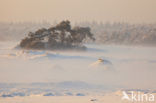 Grove den (Pinus sylvestris)