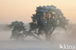 Grove den (Pinus sylvestris)