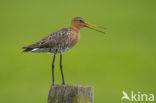 Grutto (Limosa limosa) 