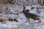 Haas (Lepus europaeus)