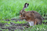 Haas (Lepus europaeus)