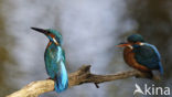 IJsvogel (Alcedo atthis)