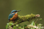 IJsvogel (Alcedo atthis)