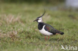 Kievit (Vanellus vanellus)