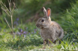 Konijn (Oryctolagus cuniculus) 