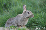 Konijn (Oryctolagus cuniculus) 