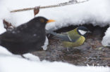 Koolmees (Parus major)