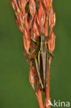 Moerassprinkhaan (Stethophyma grossum) 