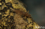 Paraleptophlebia submarginata (rode lijst NL