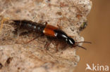 Quedius puncticollis