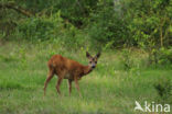 Ree (Capreolus capreolus)