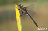 Smaragdlibel (Cordulia aenea)