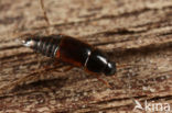 Tachinus marginellus