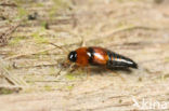 Tachyporus dispar